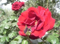 rosa.webp