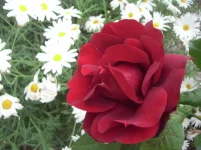 rosa1.webp