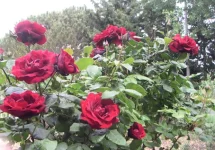 rosa2.webp