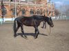 Изменение размера Копия DSC04949.JPG