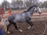 DPP_0185.webp