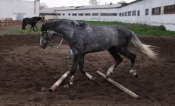 DPP_0209.webp