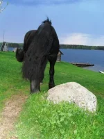SAM_0836.webp