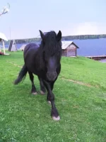 SAM_0833.webp