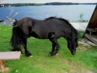SAM_0834.webp