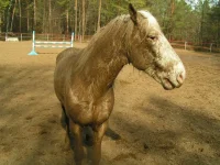PICT0018.webp