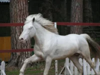 PICT0030.webp