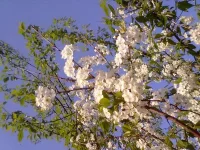 07052010450.webp