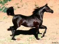 1208452684_a-14.webp