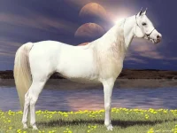 880.webp