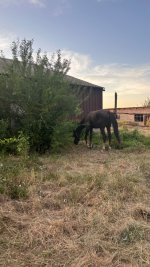 IMG_5203.jpeg