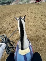 IMG_2317.jpeg