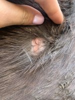IMG_1268.jpeg
