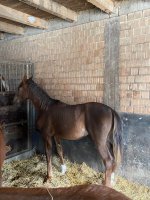 IMG_1976.jpeg