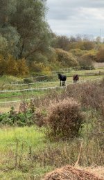 IMG_9965.jpeg