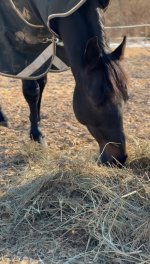 IMG_9962.jpeg