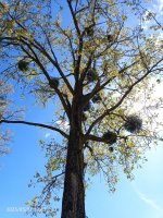 IMG_20250501_124302_489.jpg