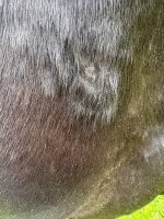 IMG_1595.jpeg