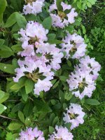 IMG_2061.jpeg