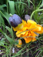 IMG_2062.jpeg