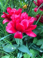 IMG_2063.jpeg