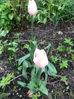 IMG_2064.jpeg
