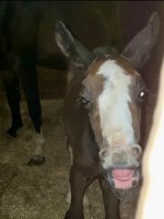 IMG_1384.jpeg