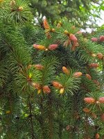 IMG_20250530_131136_302.jpg