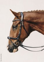 102-01539.1_Schockemoehle-Sports_Trense-Equitus-Omega_schwarzsilber_2_800x800.jpg