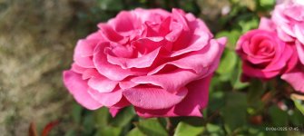 IMG_20250601_174540.jpg