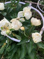 IMG_2089.jpeg