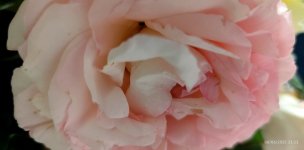IMG_20250606_232546.jpg