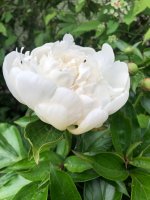 IMG_2114.jpeg