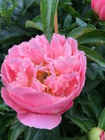 IMG_2113.jpeg
