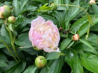 IMG_2111.jpeg