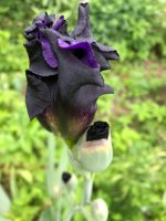 IMG_2115.jpeg