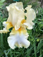 IMG_2116.jpeg