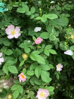 IMG_2117.jpeg