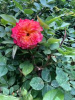 IMG_2119.jpeg