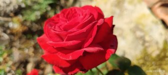 IMG_20250616_083803.jpg