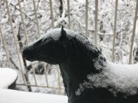 IMG_4972.jpeg