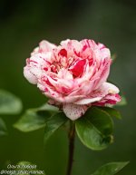 HjYTXeDGJ8g0Tfe8958x_VD0_FZ9x1q19J2jxVD35QBbkd6PpzwlbsT4ikvMvrD1x-FIGPYsFQAzCFLSgONDNl65.jpg