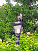 IMG_20250617_171351_988.jpg