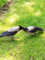 IMG_20250616_125023_432.jpg