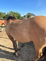 IMG_1373.jpeg