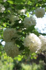 IMG_0505.jpg