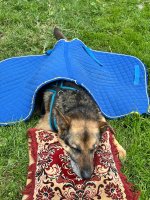 IMG_1523.jpeg