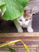 IMG_20250629_115344_077.jpg