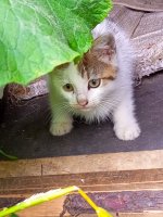 IMG_20250629_115347_640.jpg
