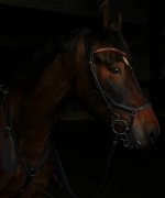 IMG_7041.jpeg